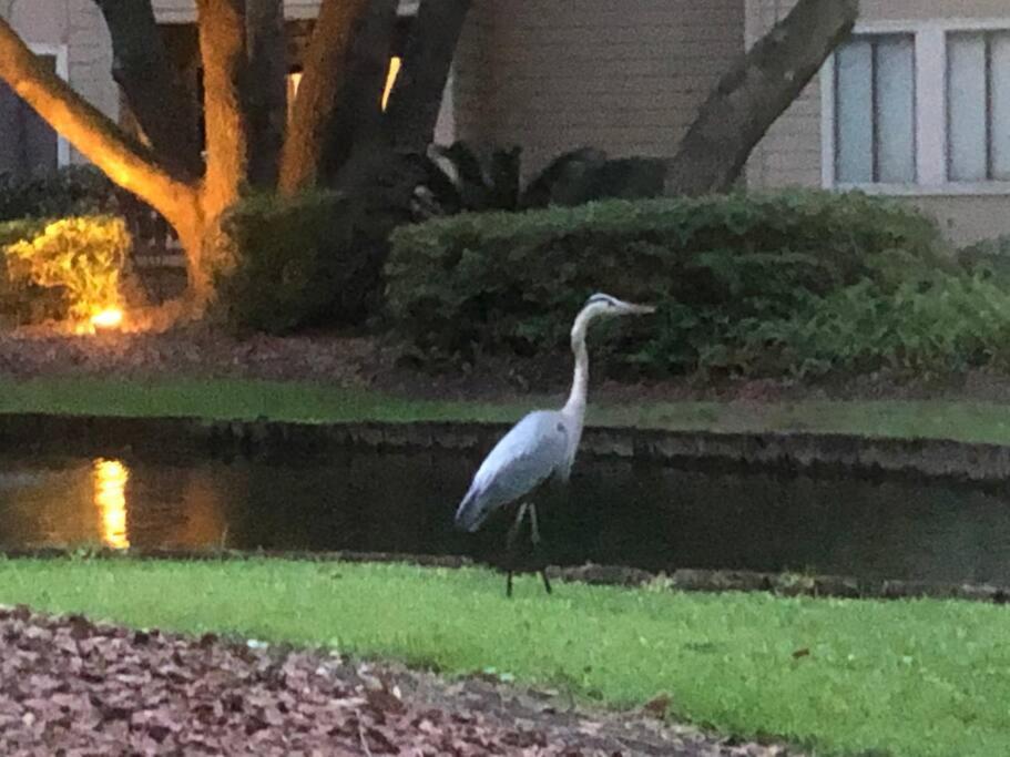 Peaceful Treetop Condo - 2Br/2Ba Hilton Head Island Esterno foto